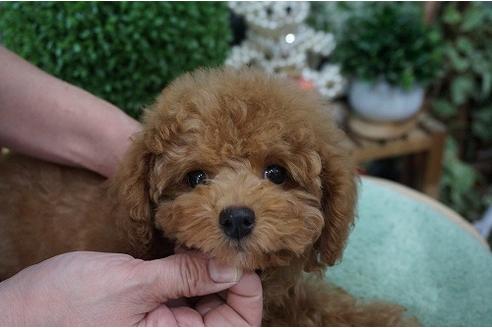 成約済の京都府のトイプードル-24529の1枚目