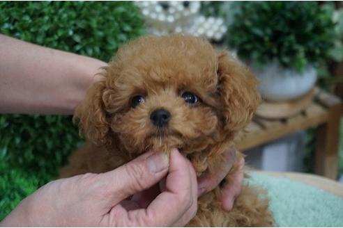 成約済の京都府のトイプードル-23997の2枚目