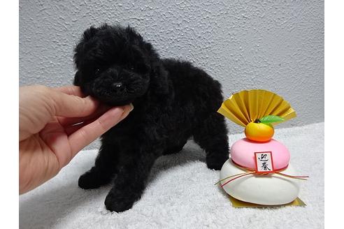 成約済の大阪府のトイプードル-25832の2枚目