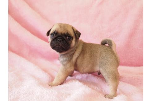 成約済の京都府のパグ-25833の3枚目