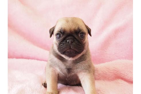 成約済の京都府のパグ-25833の2枚目