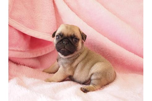 成約済の京都府のパグ-25833の1枚目