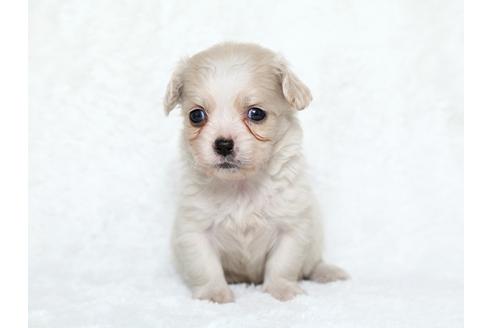 成約済の栃木県のミックス犬-25834の2枚目