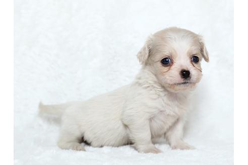 成約済の栃木県のミックス犬-25834の3枚目