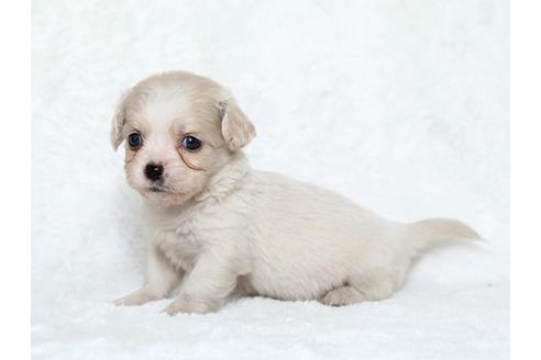 成約済の栃木県のミックス犬-25834の1枚目