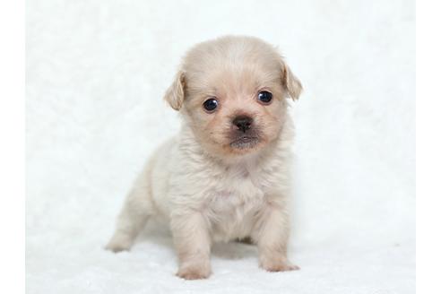 成約済の栃木県のミックス犬-25835の3枚目