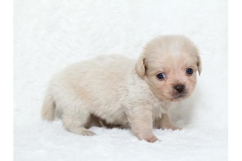 成約済の栃木県のミックス犬-25835の2枚目