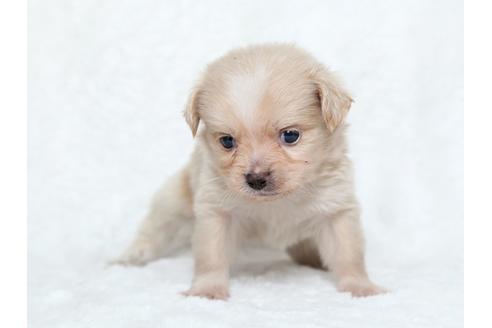 成約済の栃木県のミックス犬-25836の1枚目