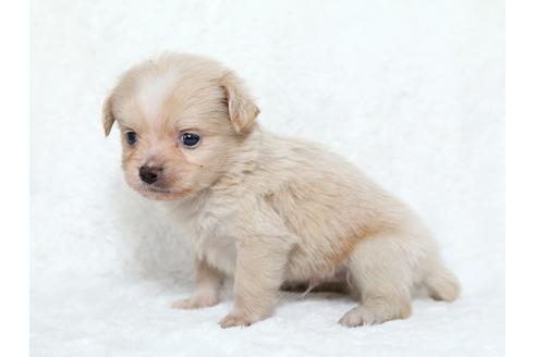 成約済の栃木県のミックス犬-25836の2枚目