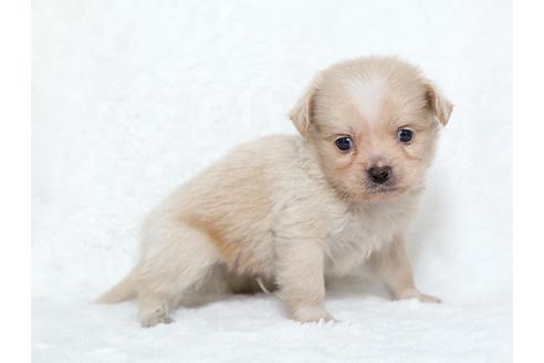 成約済の栃木県のミックス犬-25836の3枚目