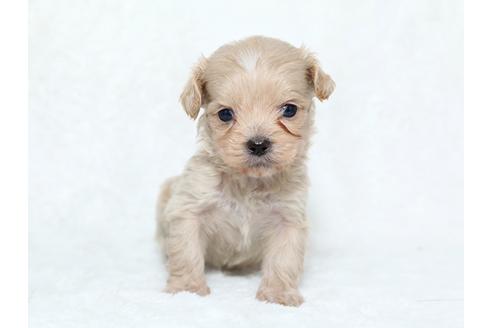 成約済の栃木県のミックス犬-25837の3枚目