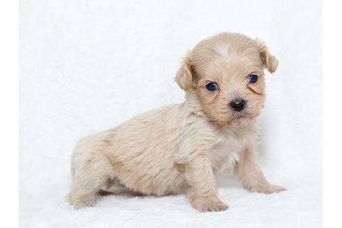 成約済の栃木県のミックス犬-25837の1枚目