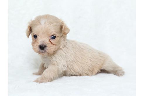 成約済の栃木県のミックス犬-25837の2枚目