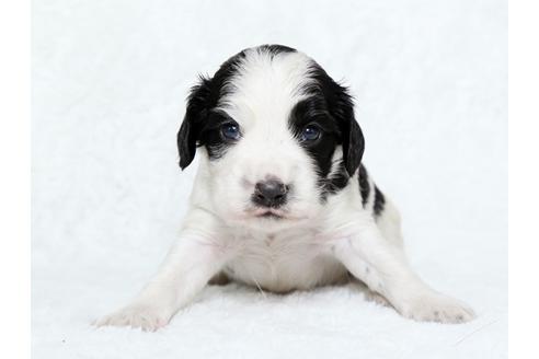 成約済の栃木県のイングリッシュコッカースパニエル-25838の1枚目