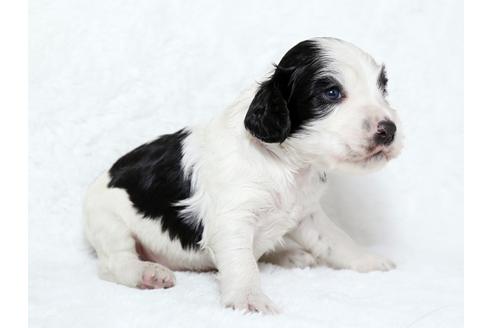 成約済の栃木県のイングリッシュコッカースパニエル-25838の2枚目