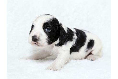 成約済の栃木県のイングリッシュコッカースパニエル-25838の3枚目