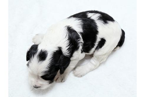 成約済の栃木県のイングリッシュコッカースパニエル-25838の4枚目