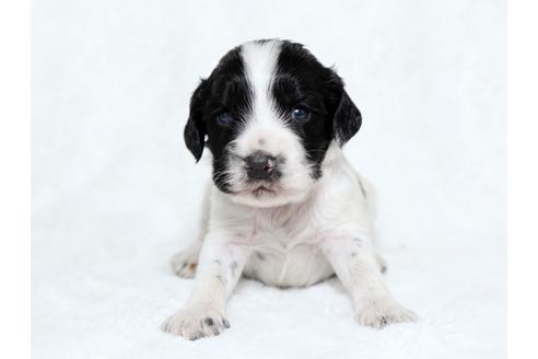 成約済の栃木県のイングリッシュコッカースパニエル-25839の1枚目