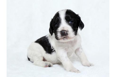 成約済の栃木県のイングリッシュコッカースパニエル-25839の2枚目