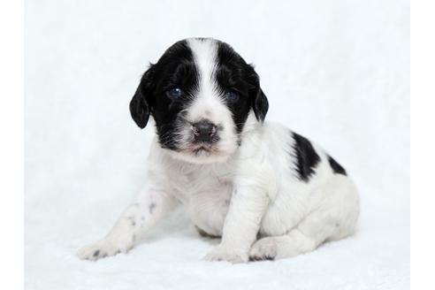 成約済の栃木県のイングリッシュコッカースパニエル-25839の3枚目