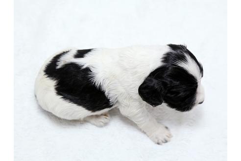 成約済の栃木県のイングリッシュコッカースパニエル-25839の4枚目