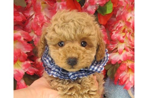 成約済の茨城県のトイプードル-25848の3枚目