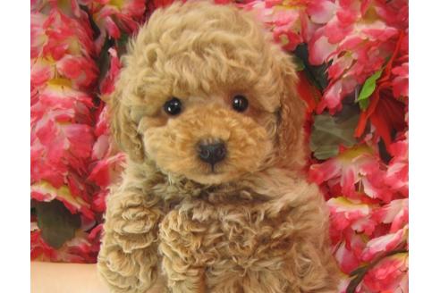 成約済の茨城県のトイプードル-25848の2枚目