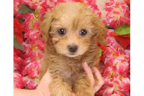 成約済の茨城県のトイプードル-25849の3枚目