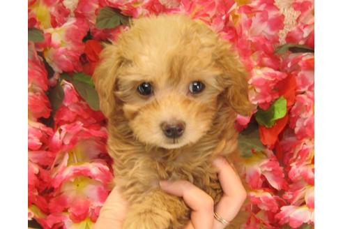 成約済の茨城県のトイプードル-25849の1枚目