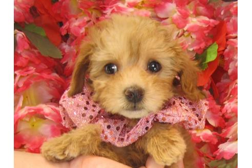 成約済の茨城県のトイプードル-25849の2枚目