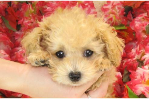 成約済の茨城県のトイプードル-25850の1枚目