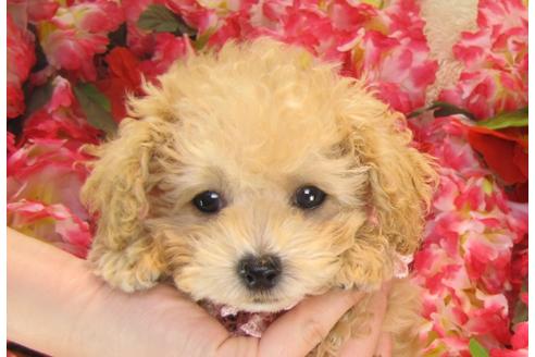 成約済の茨城県のトイプードル-25850の2枚目