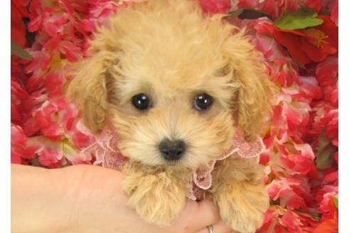 成約済の茨城県のトイプードル-25850の3枚目