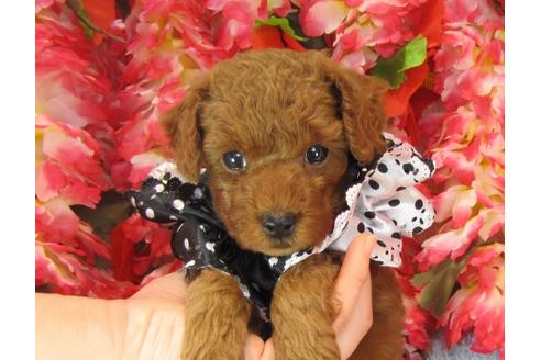 成約済の茨城県のトイプードル-25851の2枚目