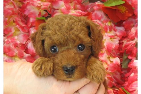 成約済の茨城県のトイプードル-25851の3枚目