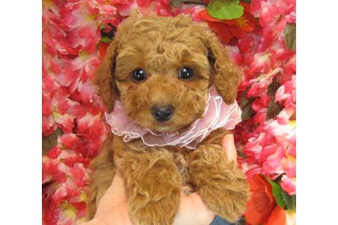 成約済の茨城県のトイプードル-25852の1枚目