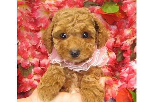 成約済の茨城県のトイプードル-25852の2枚目