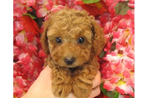 成約済の茨城県のトイプードル-25852の3枚目