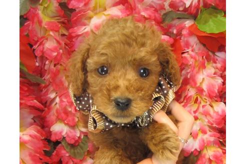 成約済の茨城県のトイプードル-25853の1枚目