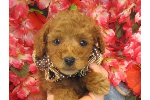 成約済の茨城県のトイプードル-25853の2枚目