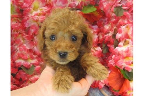 成約済の茨城県のトイプードル-25853の3枚目