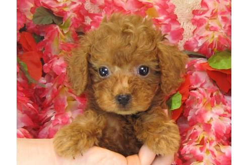 成約済の茨城県のトイプードル-25854の3枚目