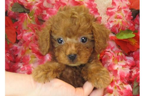 成約済の茨城県のトイプードル-25854の1枚目