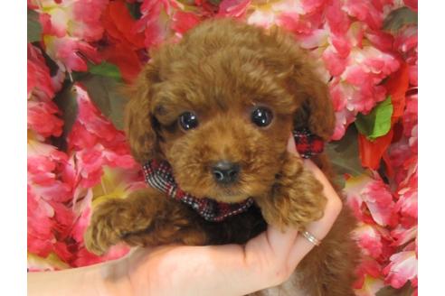 成約済の茨城県のトイプードル-25855の3枚目