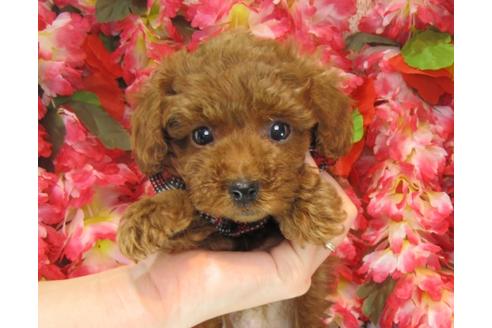 成約済の茨城県のトイプードル-25855の1枚目