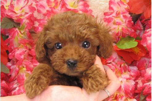 成約済の茨城県のトイプードル-25855の2枚目