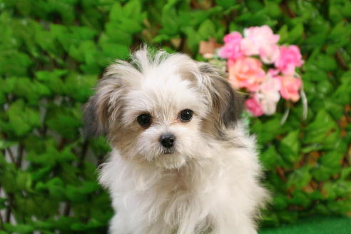 成約済の京都府のチワマル:チワワ×マルチーズ-23763の1枚目