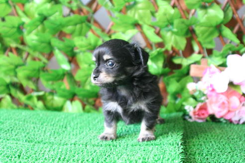 成約済の京都府のチワックス:チワワ×ミニチュアダックスフンド-25858の4枚目