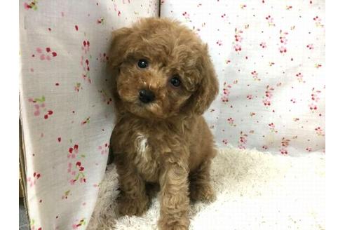 成約済の滋賀県のトイプードル-25861の2枚目