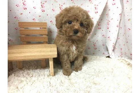 成約済の滋賀県のトイプードル-25861の1枚目